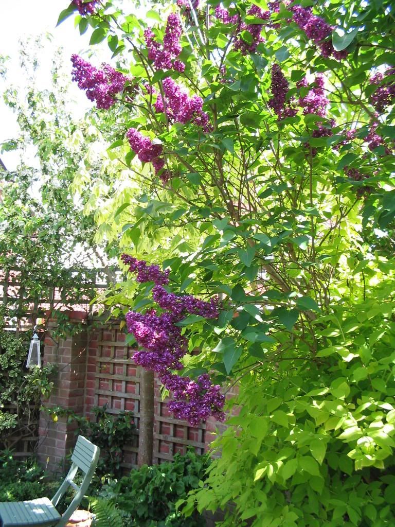 http://i1145.photobucket.com/albums/o502/lavenderlady1/IMG_1819.jpg
