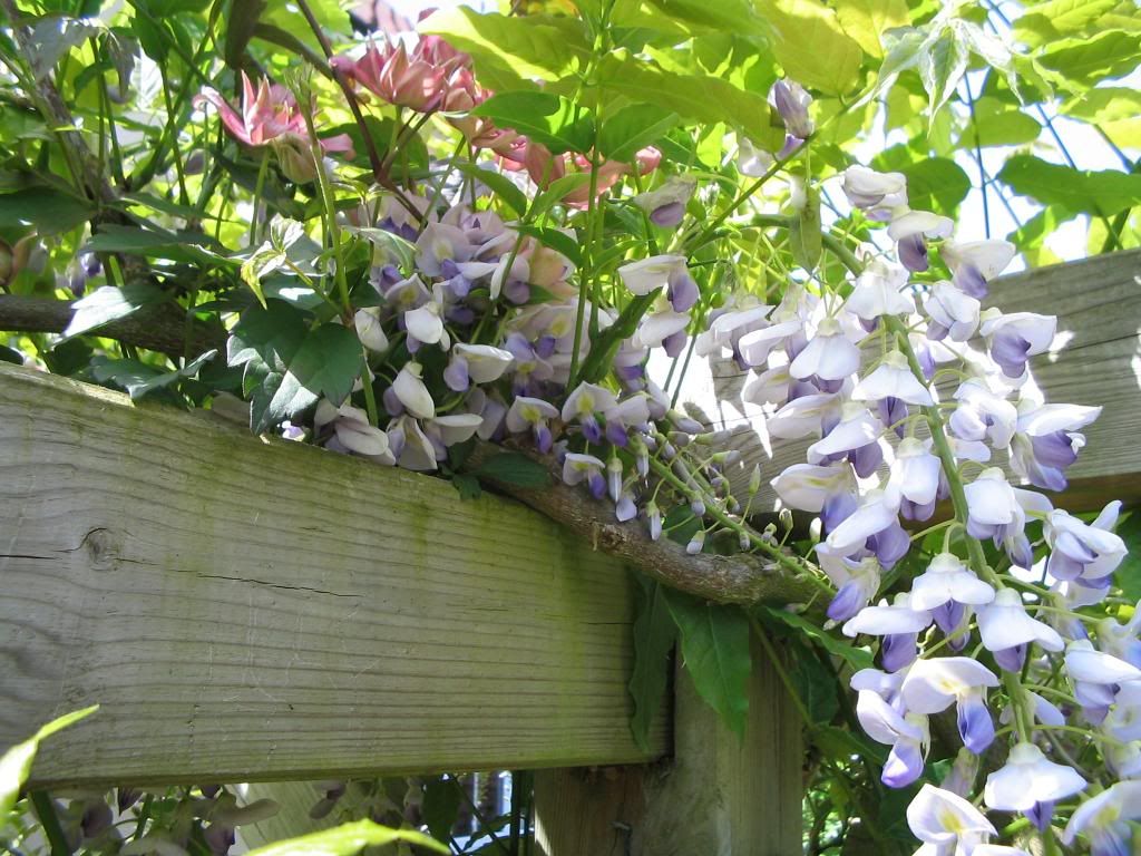 http://i1145.photobucket.com/albums/o502/lavenderlady1/IMG_1823.jpg