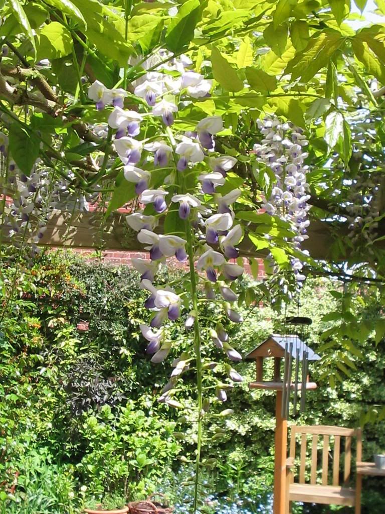 http://i1145.photobucket.com/albums/o502/lavenderlady1/IMG_1824.jpg