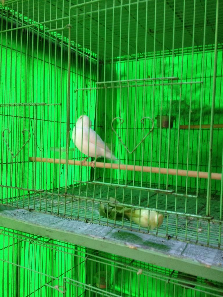 Q10 bán bớt dàn chim yến hót hồng hoàng bạch và agate - 9