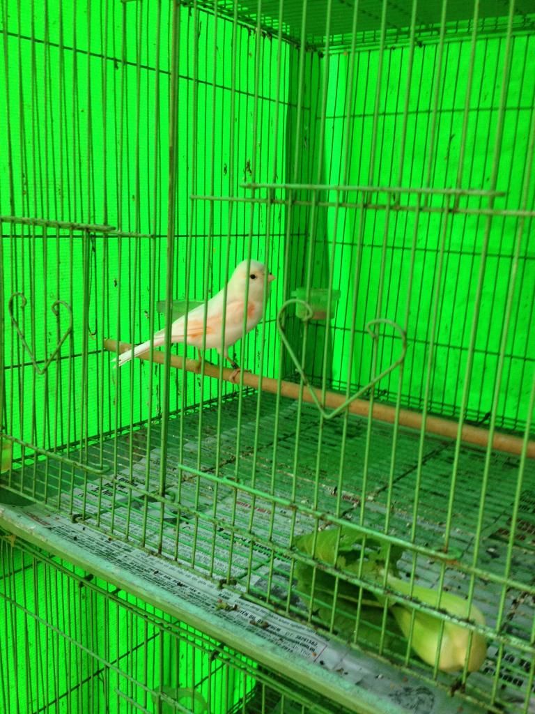 Q10 bán bớt dàn chim yến hót hồng hoàng bạch và agate - 8