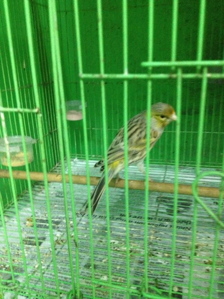 Q10 bán bớt dàn chim yến hót hồng hoàng bạch và agate - 1