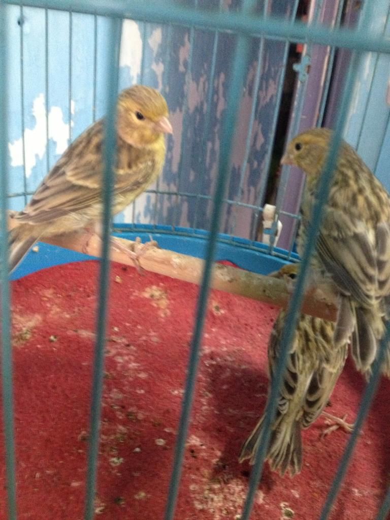 Q10 bán bớt dàn chim yến hót hồng hoàng bạch và agate - 2