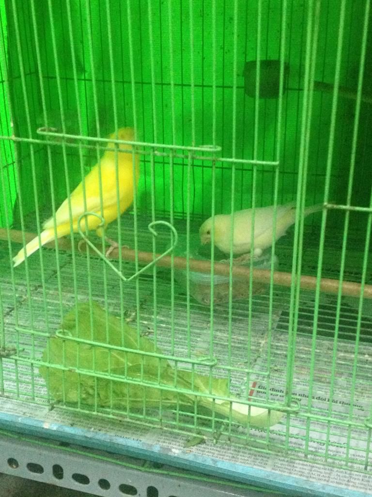 Q10 bán bớt dàn chim yến hót hồng hoàng bạch và agate - 7