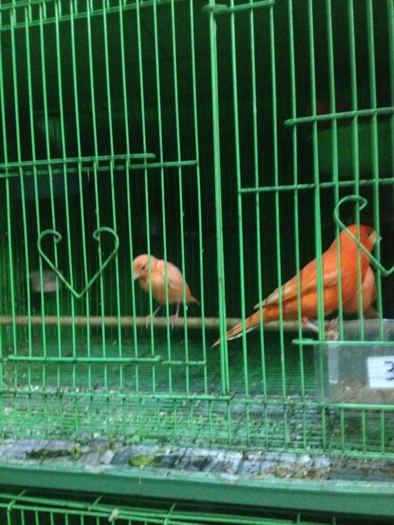 Q10 bán bớt dàn chim yến hót hồng hoàng bạch và agate - 6