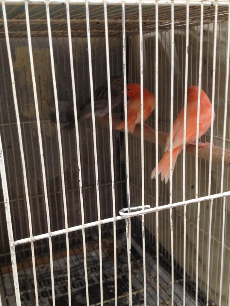 Q10 bán bớt dàn chim yến hót hồng hoàng bạch và agate - 5