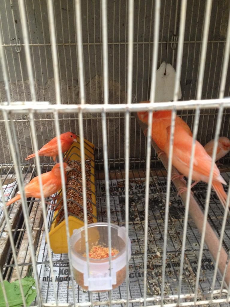 Q10 bán bớt dàn chim yến hót hồng hoàng bạch và agate - 4