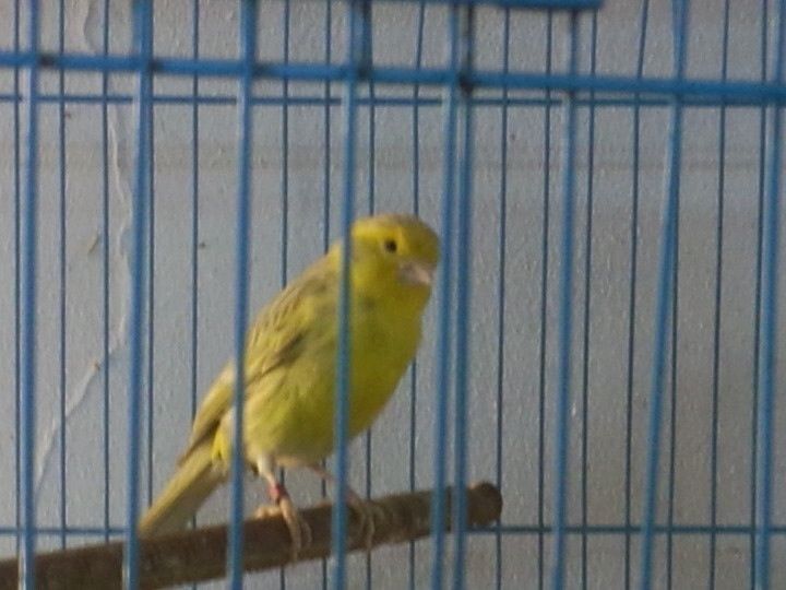 Q4 Ban chim yen hot Agate vang va thanh yen