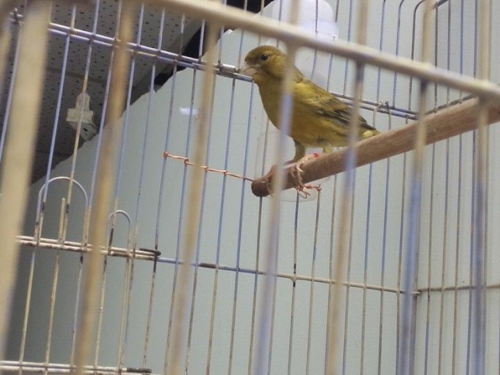 Q4 Ban chim yen hot Agate vang va thanh yen - 1