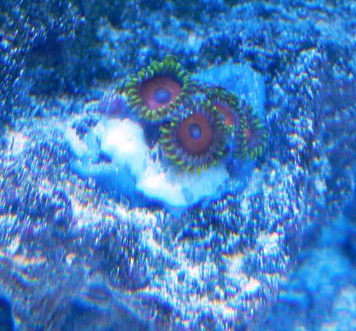 Zoas2.jpg