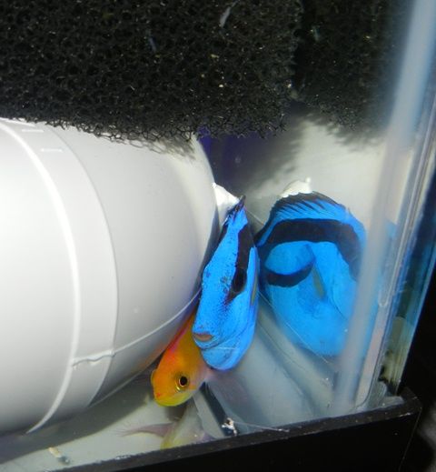 DorrieAnthia_zps99486f2a.jpg
