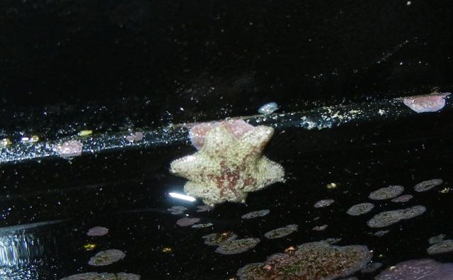 Babystarfish_zpsdb71b693.jpg