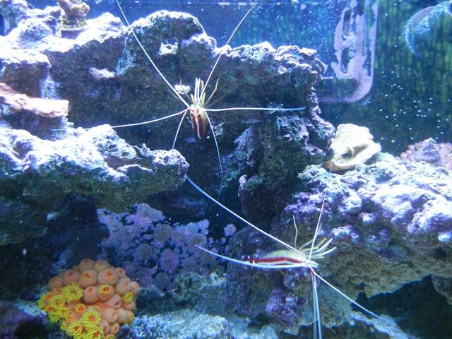 Shrimp1_zps88c0ea12.jpg