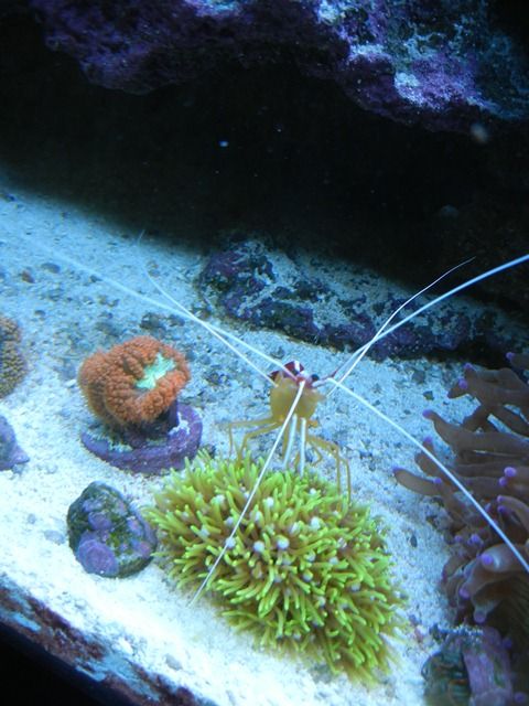 Shrimp4_zpscdbf8d67.jpg