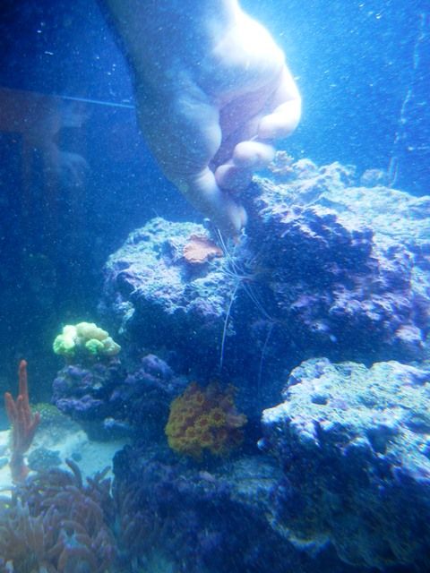 Shrimp6_zps6a7413ef.jpg