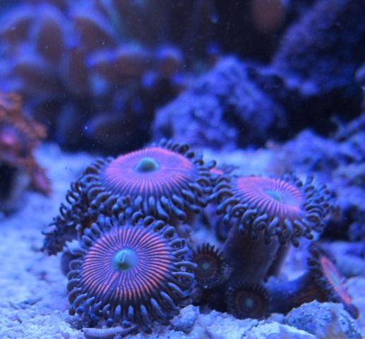 Zoa1_zps88cd7cb2.jpg