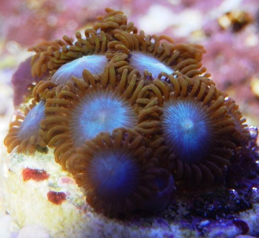 Zoa2_zps7d57c149.jpg