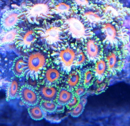 Zoa4_zps48655eb8.jpg