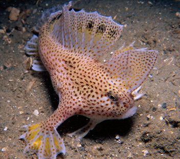 handfish_zps4bee7a00.jpg