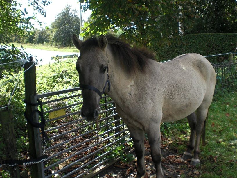 Afbeelding