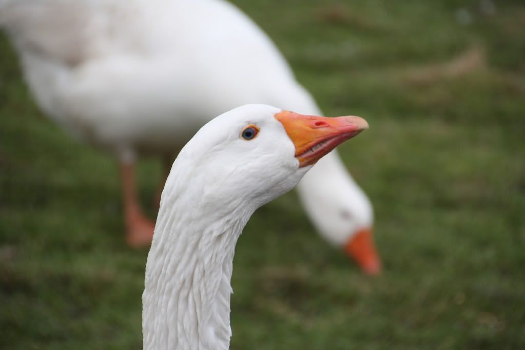Fotografie