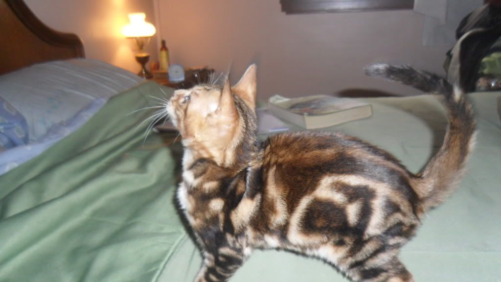 Bengal Cat Forums • View topic Is my Bengal getting fat?
