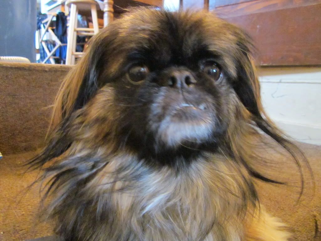 Ugly Pekingese