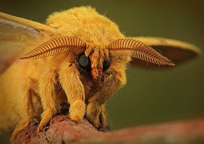 Harika Yakın Çekim Fotoğraf Çalışmaları