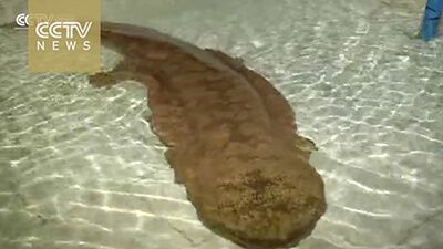 Dünyanın En Yaşlı Hayvanı; Bir Çin Semenderi