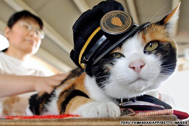 Tren İstasyonu Şefi Calico Cinsi Kedi “Tama Densha”