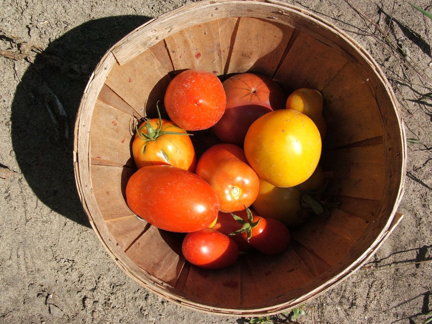 3 tomato varieties, by Angie Ouellette-Tower for godsgrowinggarden.com