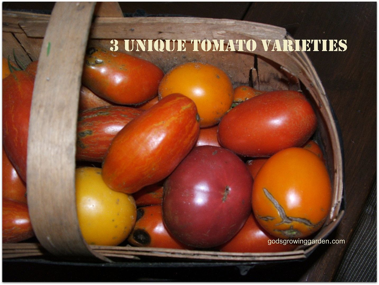 3 Tomato Varieties, by Angie Ouellette-Tower for godsgrowinggarden.com
