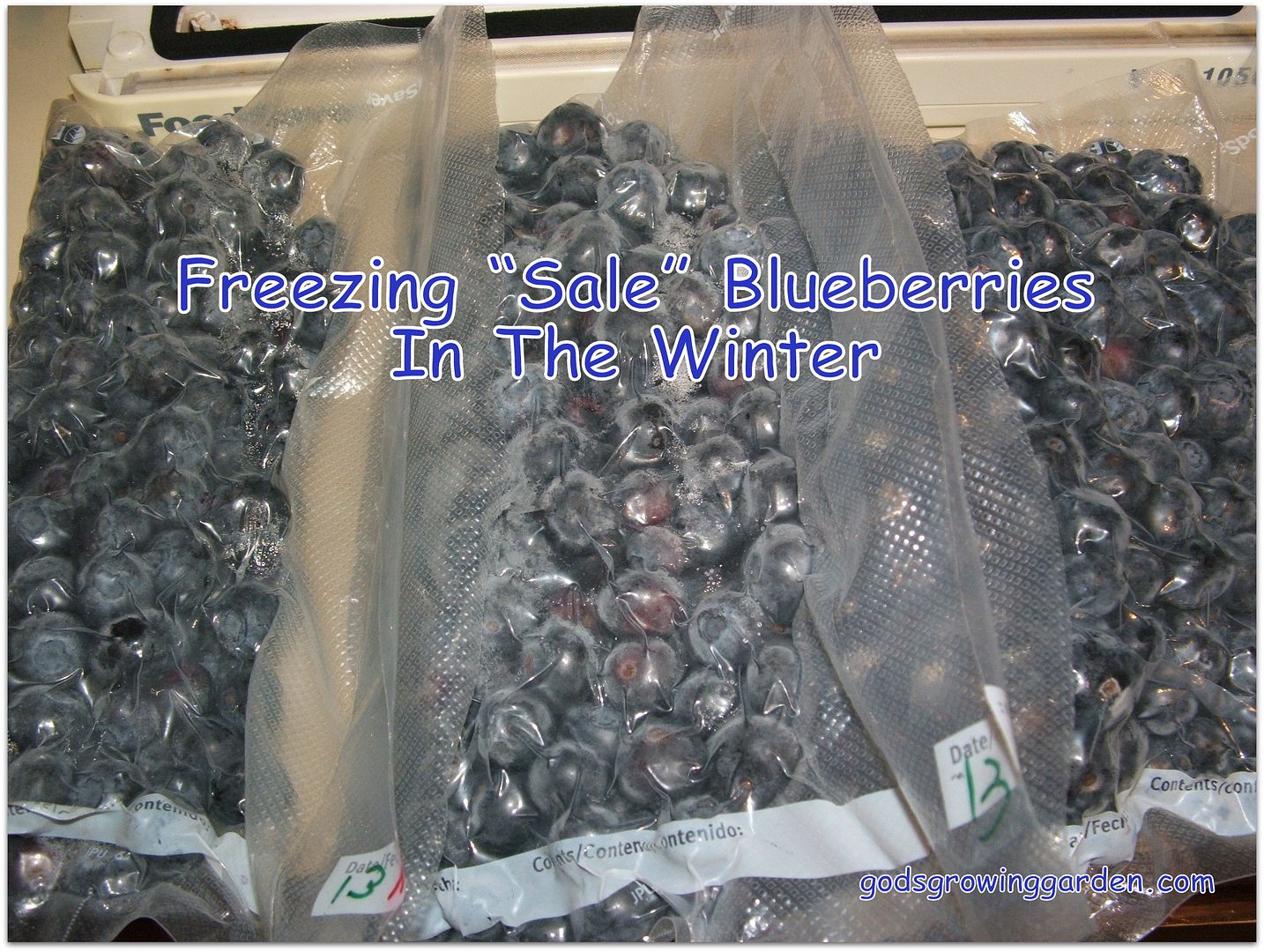 Freezing Blueberries, by Angie Ouellette-Tower for godsgrowinggarden.com