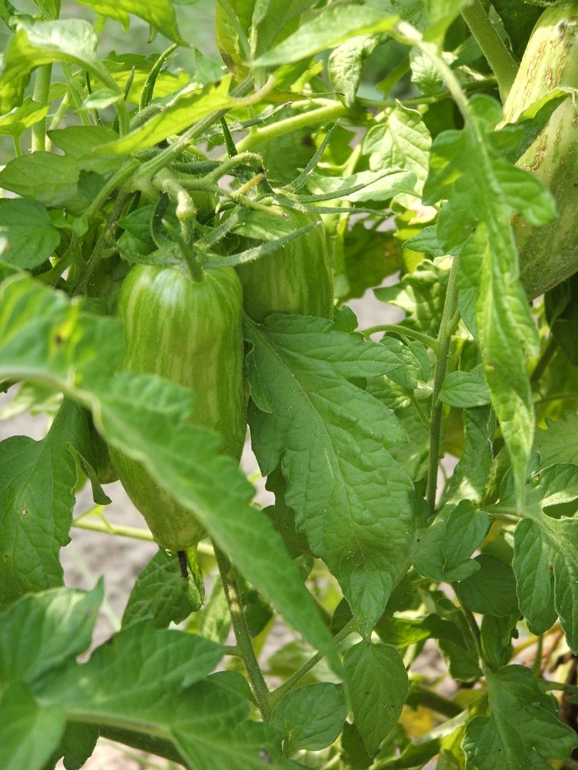 3 tomato varieties, by Angie Ouellette-Tower for godsgrowinggarden.com