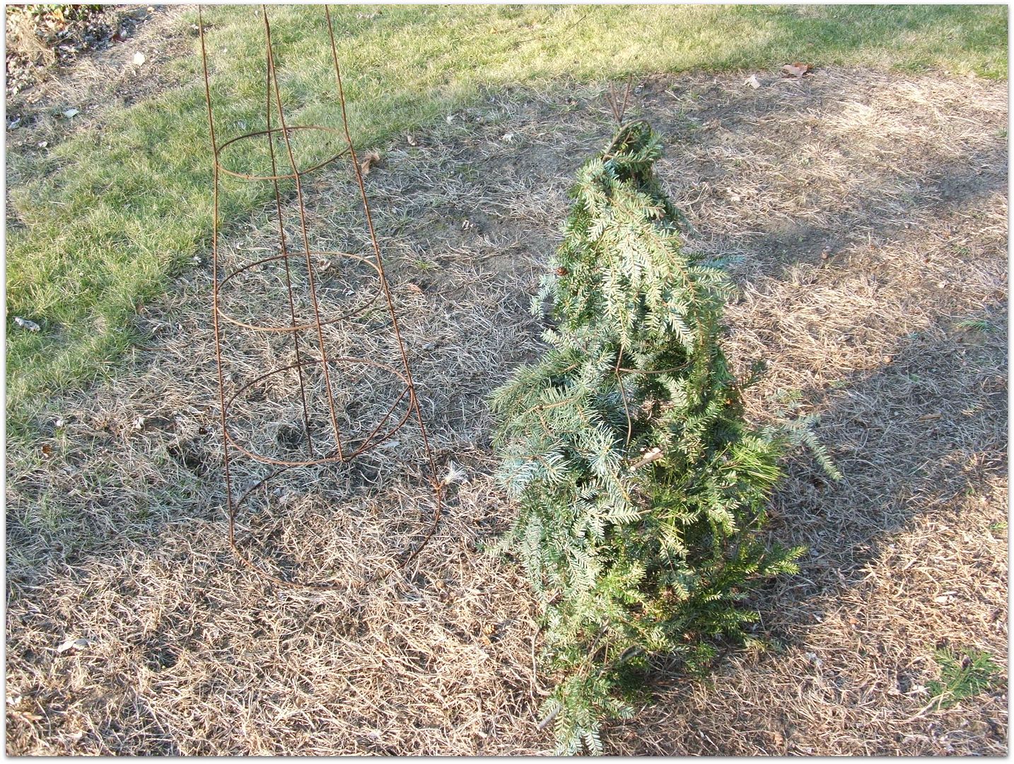 Tomato-Cage Topiary Tree by Angie Ouellette-Tower for godsgrowinggarden.com photo 003_zps5bf762fd.jpg