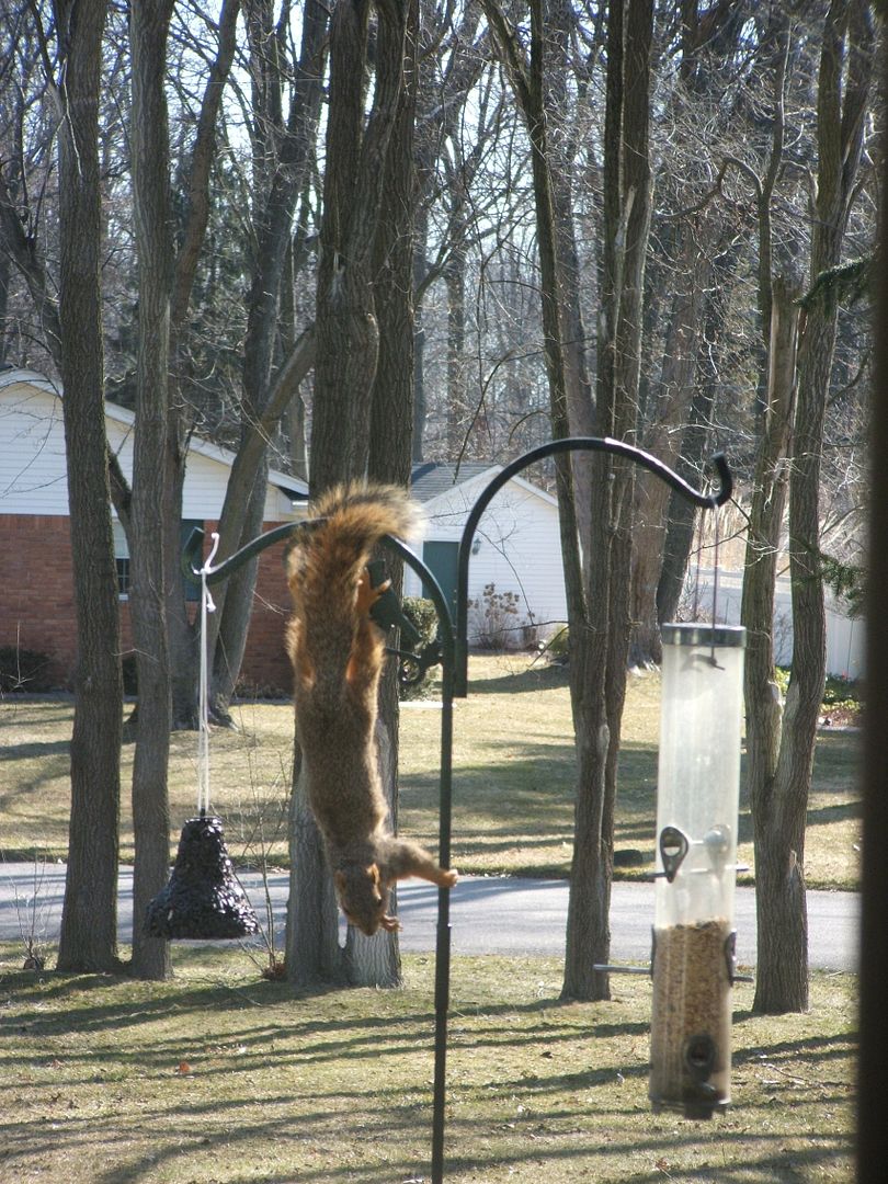 Squirrel by Angie Ouellette-Tower for godsgrowinggarden.com photo 004_zps4f1167d4.jpg