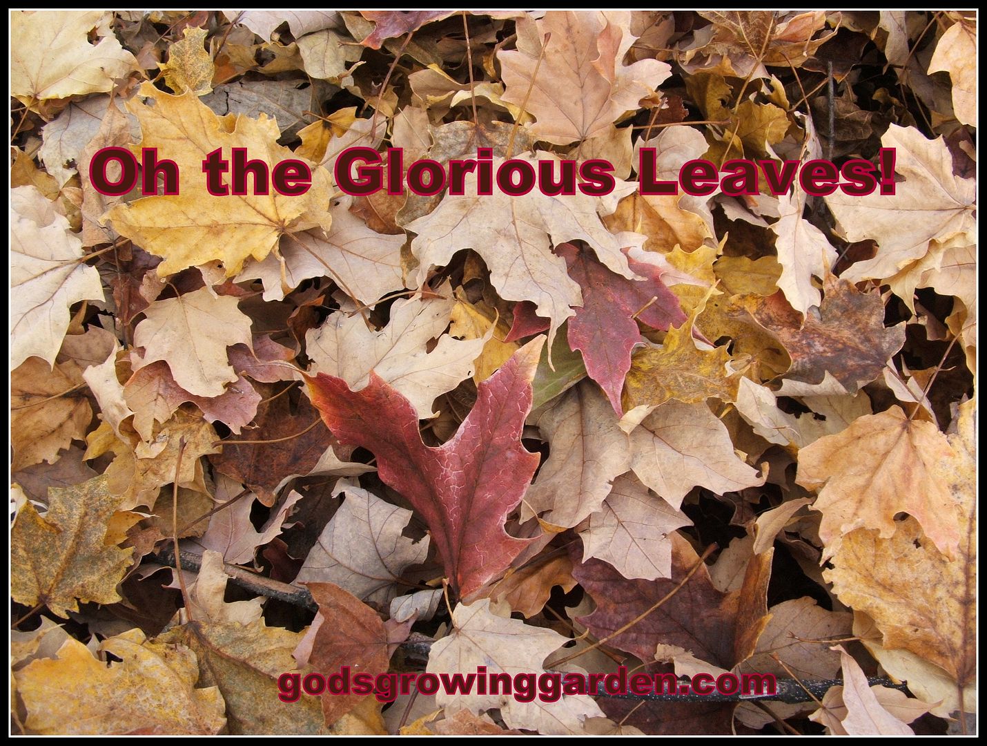 Glorious Leaves by Angie Ouellette-Tower for godsgrowinggarden.com photo 004_zps5cd8848d.jpg