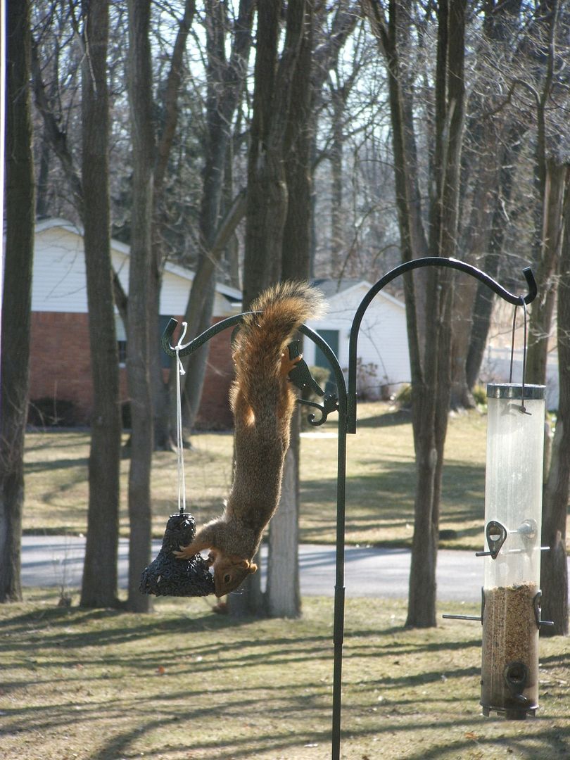 Squirrel by Angie Ouellette-Tower for godsgrowinggarden.com photo 005_zps5cec4c9c.jpg