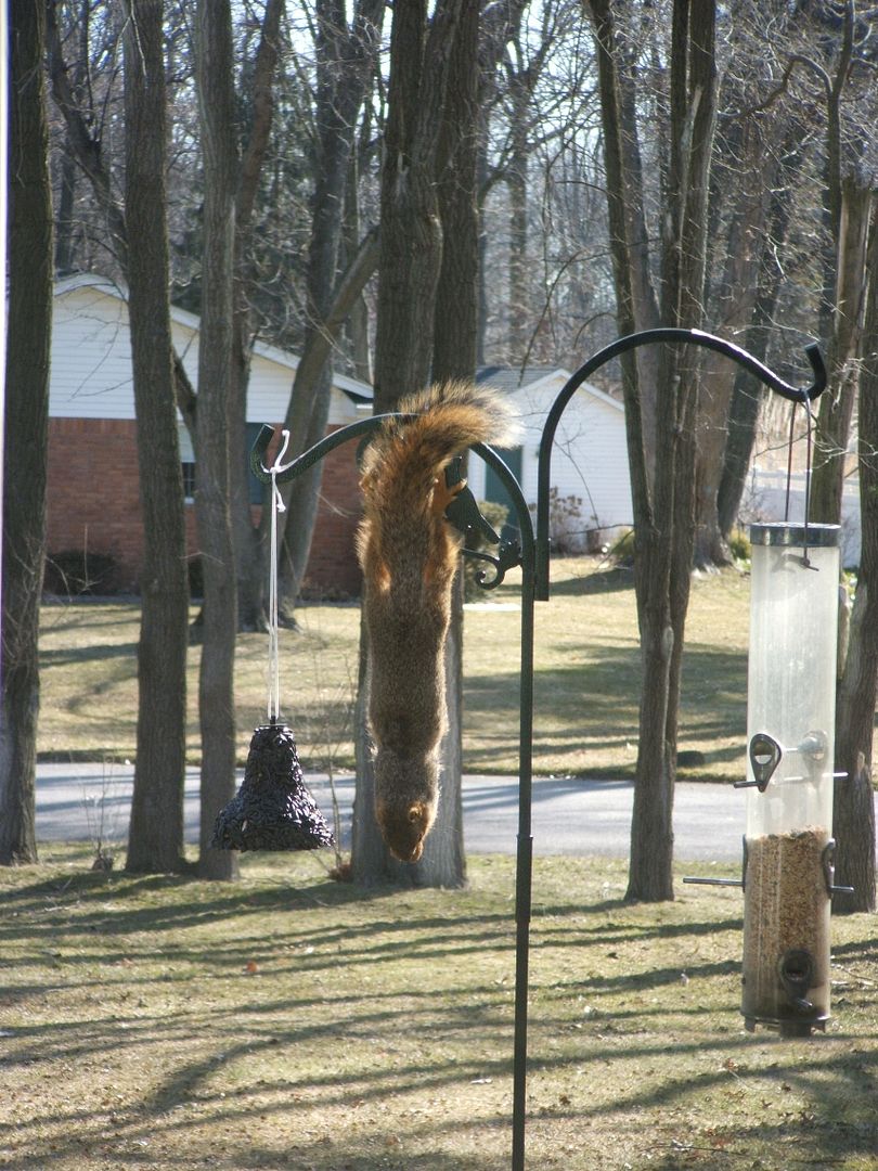 Squirrel by Angie Ouellette-Tower for godsgrowinggarden.com photo 006_zps190989cd.jpg