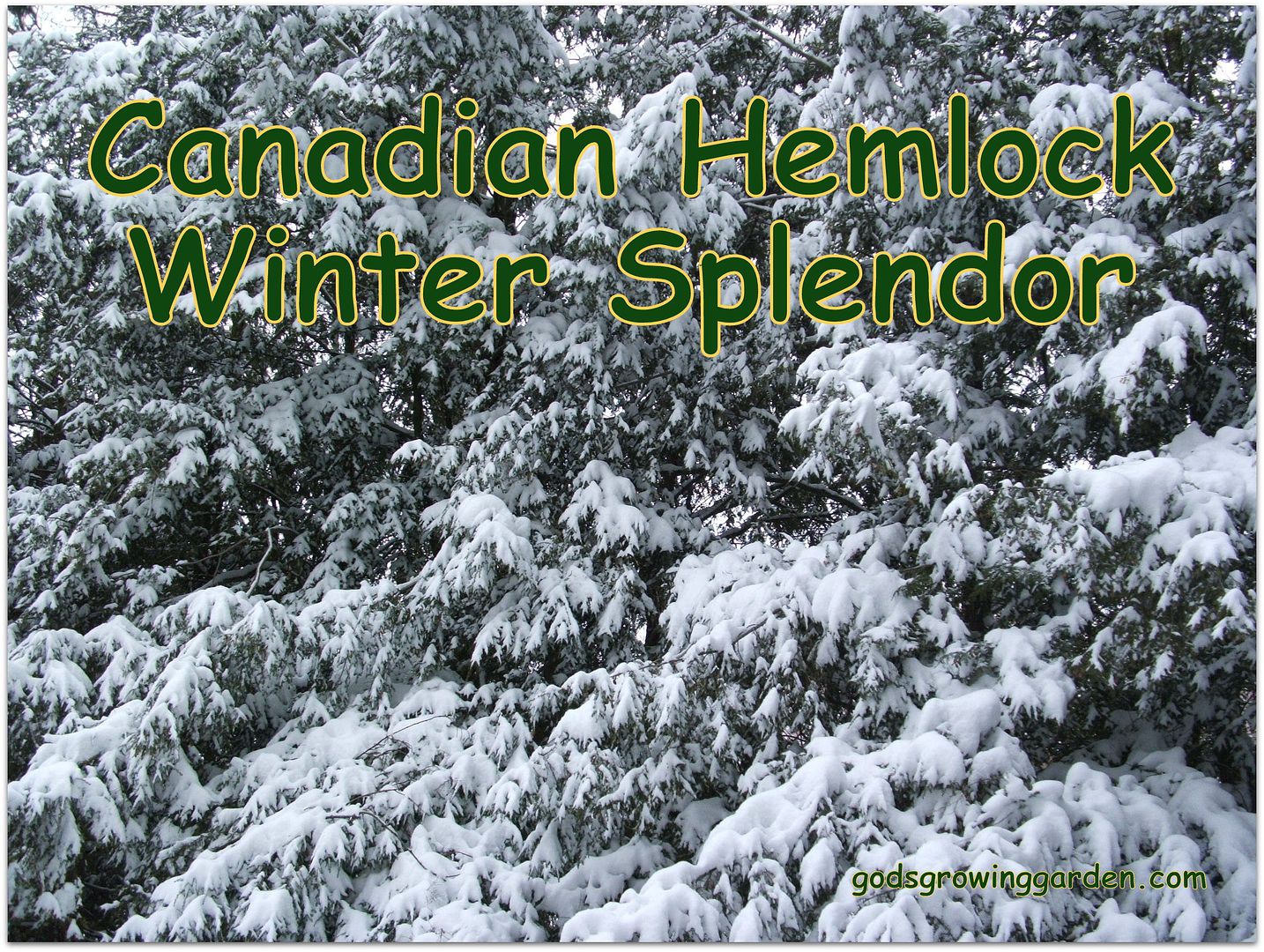 Canadian Hemlock by Angie Ouellette-Tower for godsgrowinggarden.com photo 008_zps9b034607.jpg