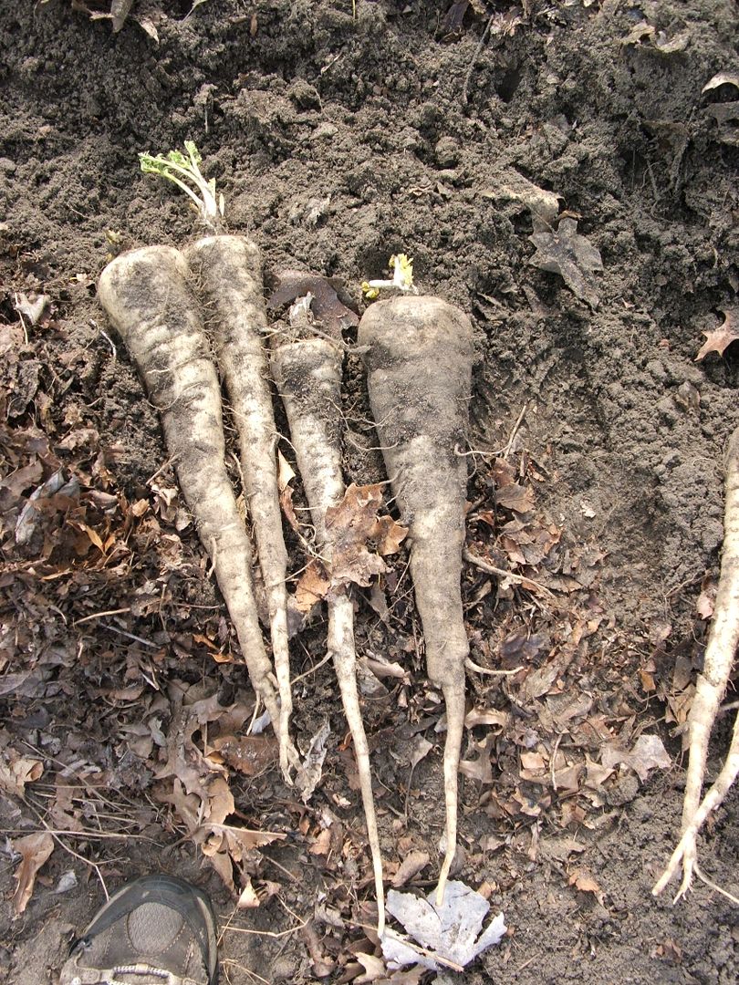 Larger Than Feet Parsnips by Angie Ouellette-Tower for godsgrowinggarden.com photo 012_zpsbcf54b2b.jpg