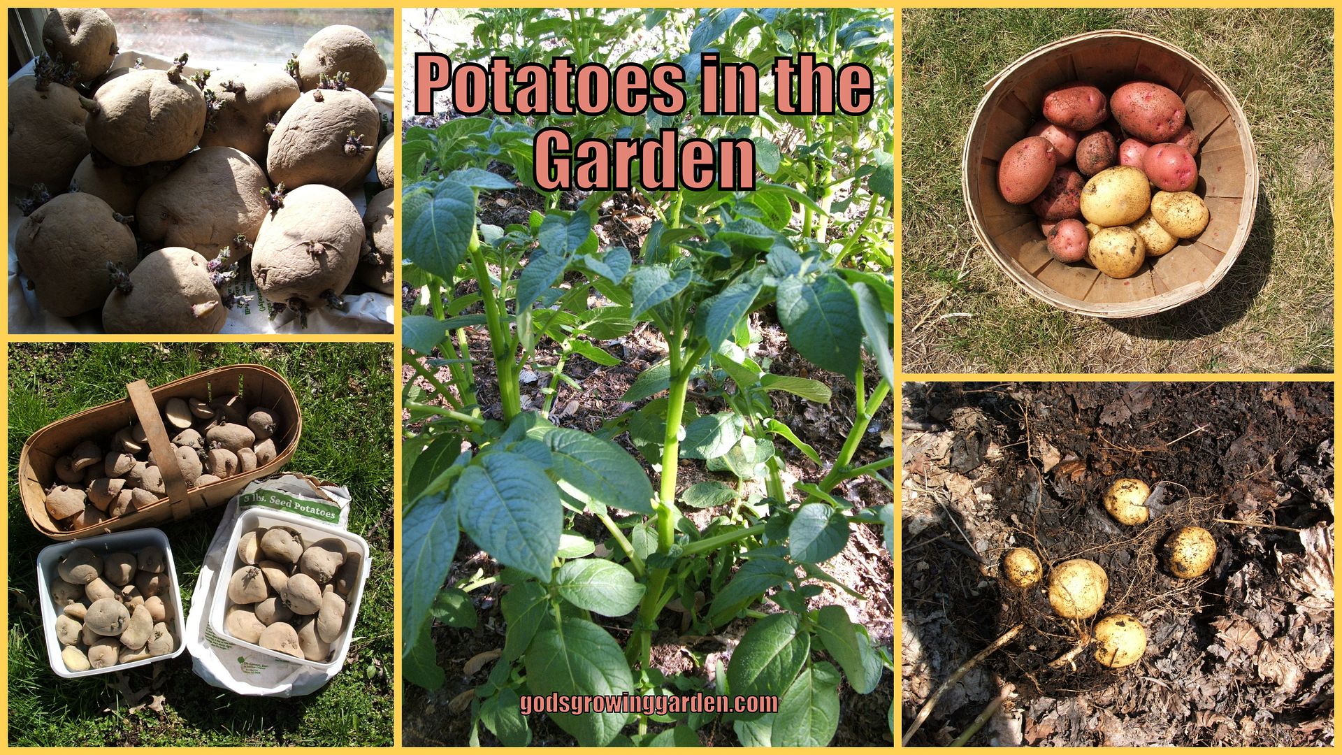 Potatoes by Angie Ouellette-Tower for godsgrowinggarden.com photo 2013-10-31_zpsaa16a33d.jpg