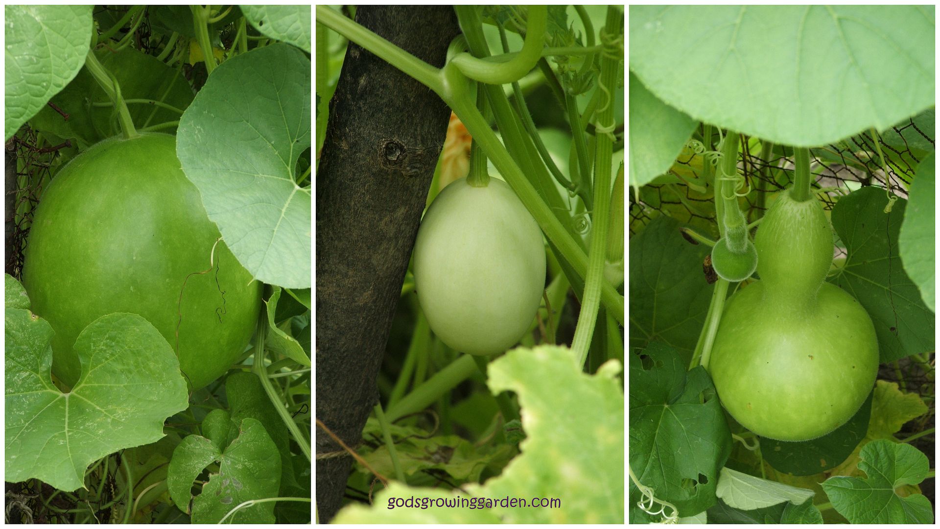 Gourds by Angie Ouellette-Tower for godsgrowinggarden.com photo BlogStuff_zpsc6c80ff9.jpg