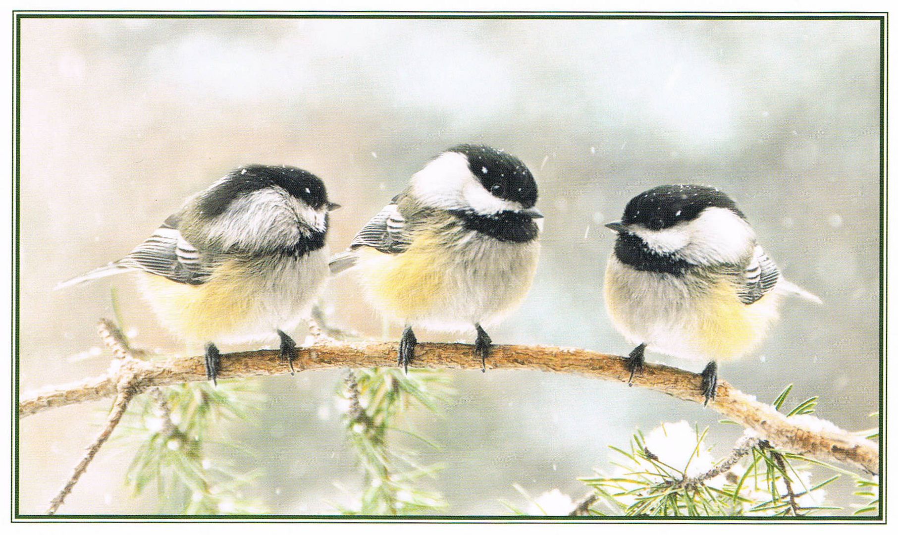 Christmas card scanned in by Angie Ouellette-Tower for https://www.godsgrowinggarden.com/ photo Christmas25_zpsekmz6oj2.jpg