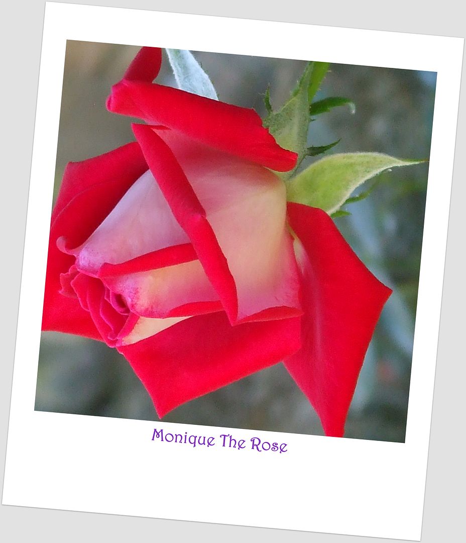 Monique The Rose, by Angie Ouellette-Tower for godsgrowinggarden.com