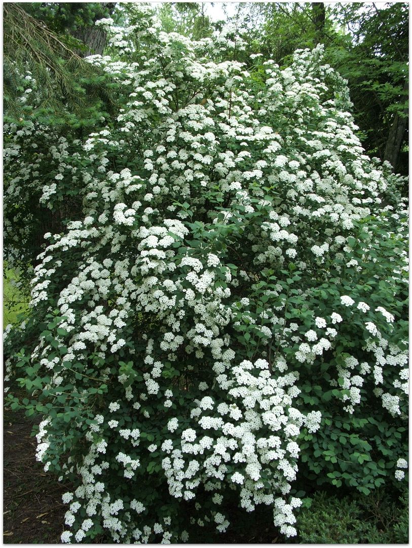 Spirea by Angie Ouellette-Tower for godsgrowinggarden.com photo 001_zps86b69f9d.jpg