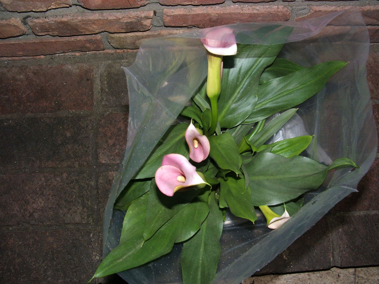 Calla Lily Birthday by Angie Ouellette-Tower for godsgrowinggarden.com photo 001_zpsecc8628f.jpg