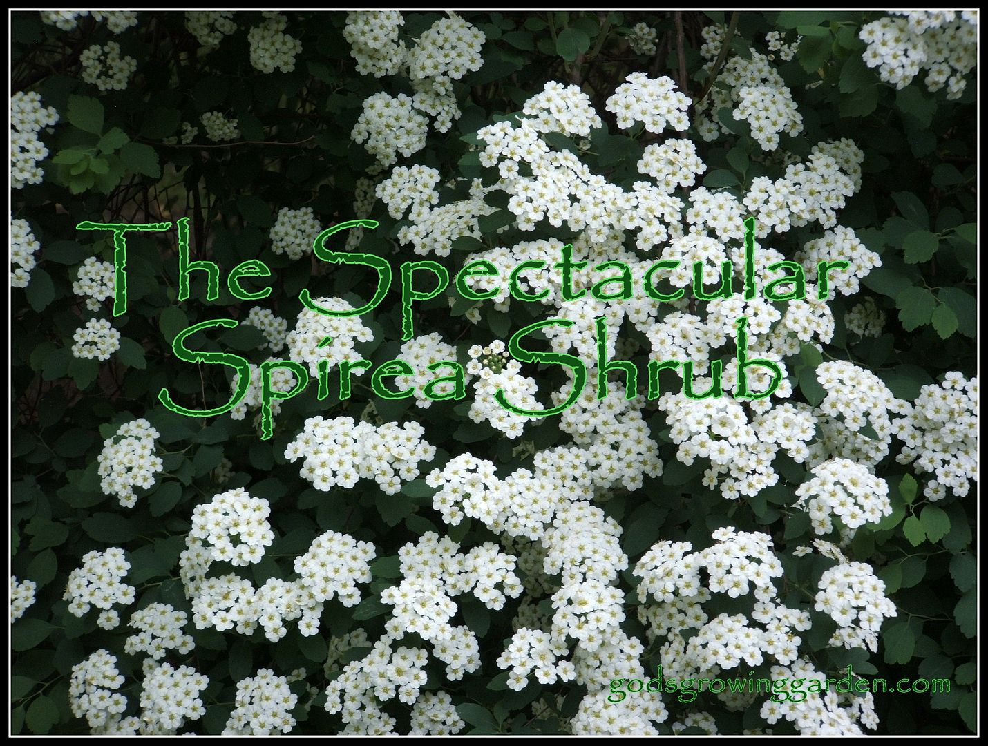 Spirea by Angie Ouellette-Tower for godsgrowinggarden.com photo 002_zps336b33ef.jpg