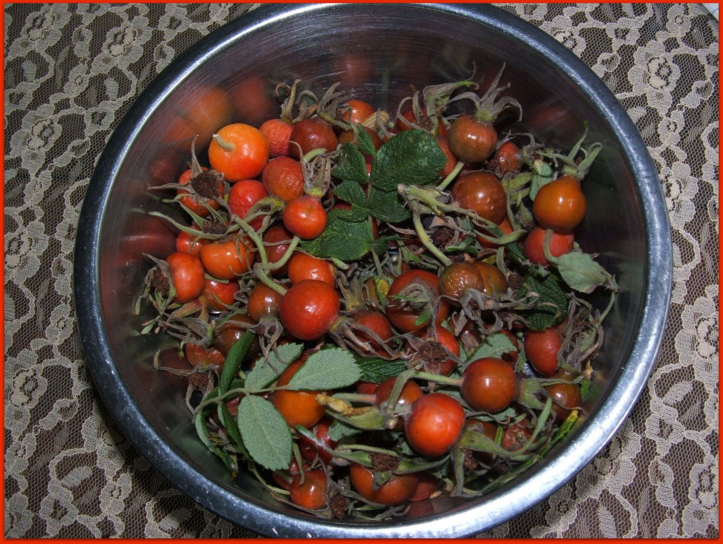 Rose Hips by Angie Ouellette-Tower for godsgrowinggarden.com photo 003_zps384c5737.jpg