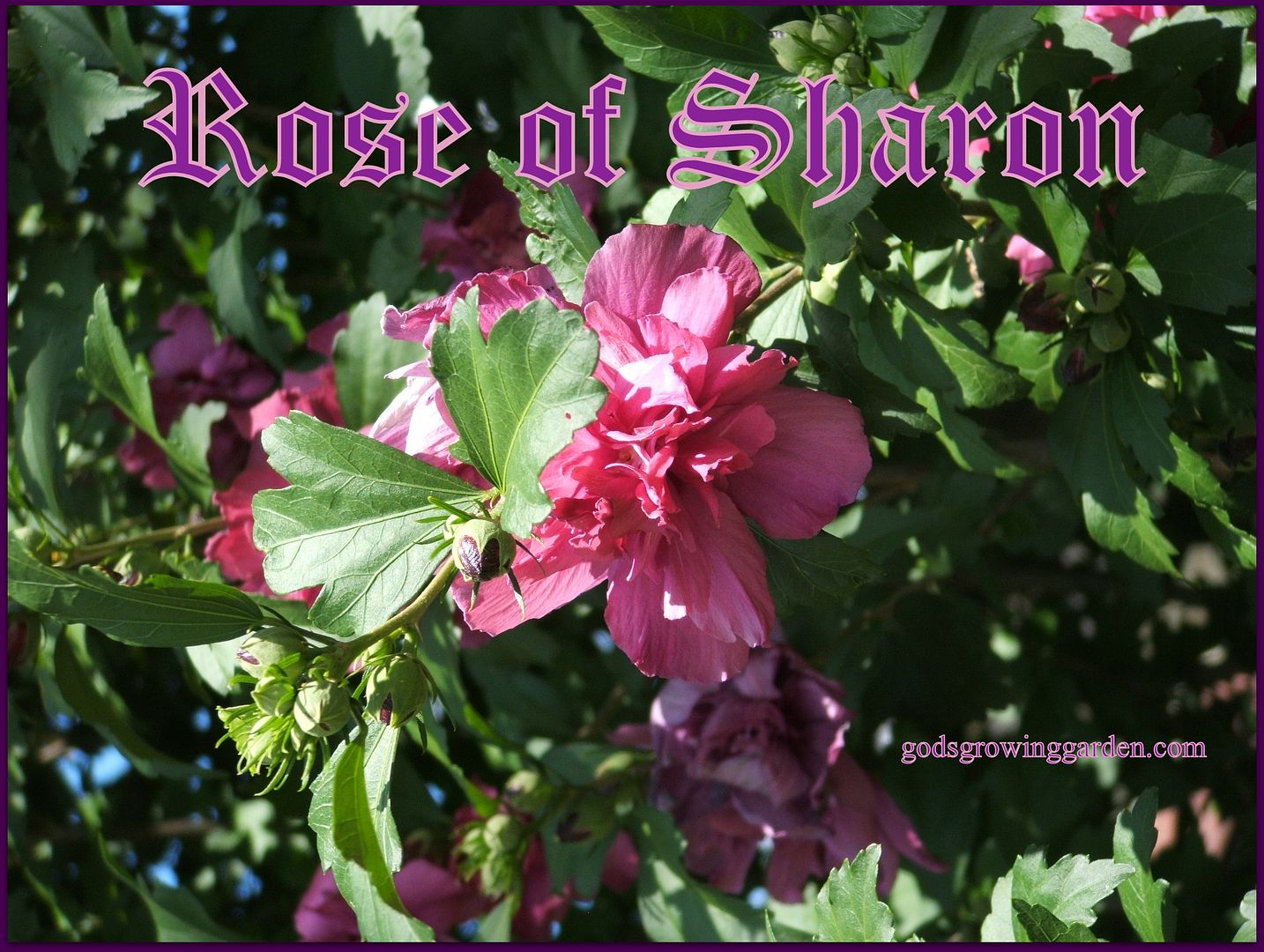 Rose of Sharon by Angie Ouellette-Tower for godsgrowinggarden.com photo 004_zpsdff6c2ee.jpg